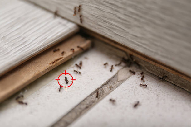 Best Exterminator Services  in Ossun, LA
