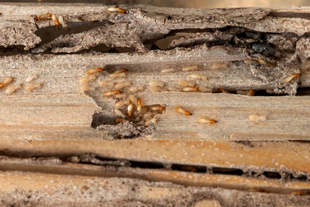 Wasp Removal Services in Ossun, LA